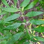 Buddleja auriculata Leaf