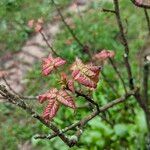 Toxicodendron diversilobumFolio