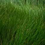 Eleocharis dulcis Лист