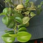 Peperomia rotundifolia List