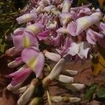 Gliricidia sepium Flower