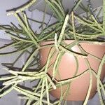 Rhipsalis neves-armondii Likasa
