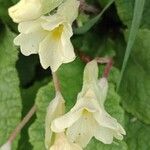 Primula vulgarisΛουλούδι