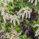 Pieris japonica ശീലം