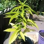 Cannabis sativaΦύλλο