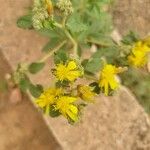 Triumfetta digitata Flor