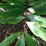 Wallichia oblongifolia Blatt