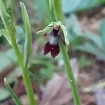 Ophrys insectifera 花