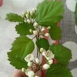 Sorbus latifolia Цвят