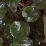 Peperomia albovittata Ліст