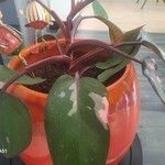 Philodendron erubescensFolha