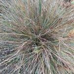 Festuca glauca Blad