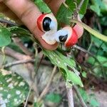 Paullinia cupana Fruit