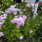 Phlox maculata Λουλούδι