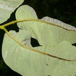 Annona danforthii Foglia