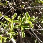 Satureja cuneifolia Leaf