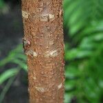 Araucaria biramulata Bark