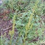 Veronica spicata Habit