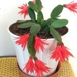 Rhipsalidopsis gaertneri Kvet