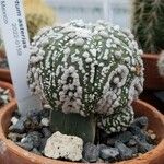 Astrophytum asterias 葉