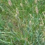 Phalaris angusta 整株植物