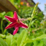 Nicotiana alata പുഷ്പം