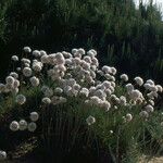 Armeria pungens Habit