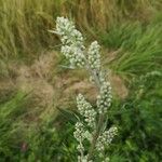 Artemisia vulgarisBlodyn