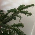 Abies fraseri Delienn