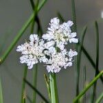 Oenanthe fistulosa Fleur