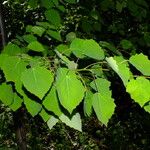 Populus tremula 叶