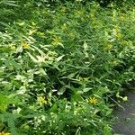 Helianthus divaricatus Yeri