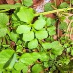 Cardamine hirsuta Leaf