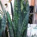 Sansevieria hyacinthoides Blad