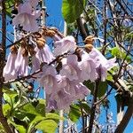 Paulownia fortunei Flor