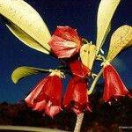 Thiollierea macrophylla 花