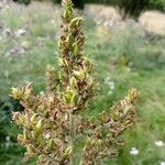 Veratrum album Fruto
