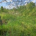 Asparagus officinalis Habitat