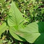 Ipomoea carnea Frunză