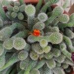 Cleistocactus winteri Flower