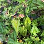 Persicaria chinensis برگ