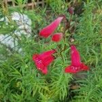 Pentstemon x hybridus Likasa