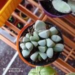 Gibbaeum petrense Hostoa