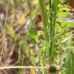 Crepis biennis Blatt