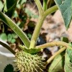 Datura inoxia Fruit