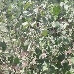 Abutilon pannosum Лист