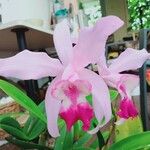 Cattleya intermedia Bloem