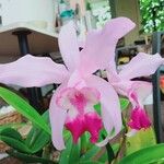 Cattleya intermedia പുഷ്പം