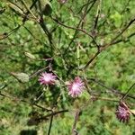 Lactuca graminifolia Квітка