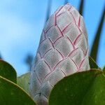 Protea cynaroides ফুল